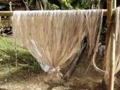 Musa textilis Abaca Musa textilis Abaca
